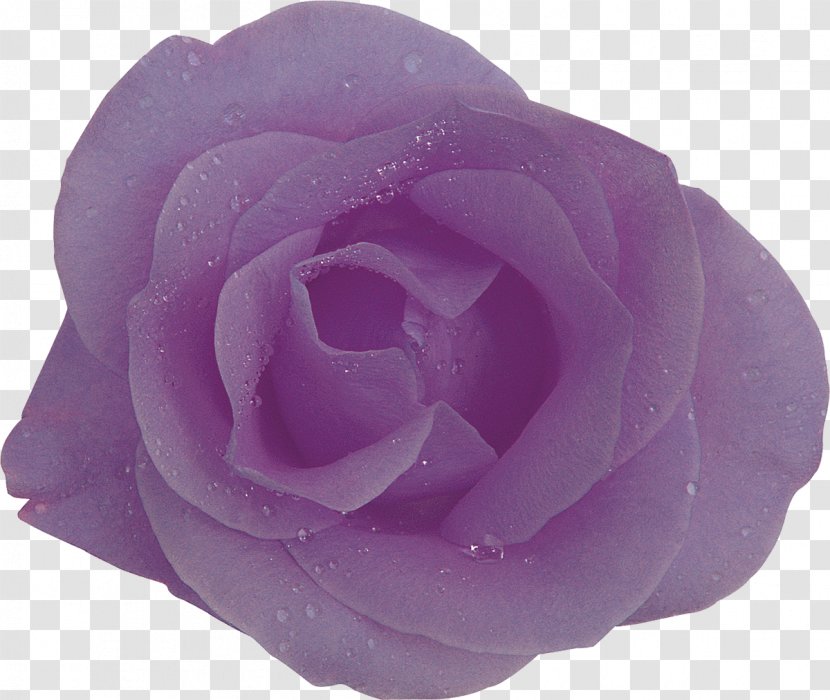 Purple Centifolia Roses Flower Lilac Lavender Transparent PNG