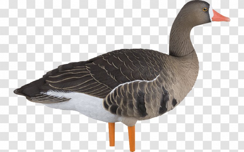 Greater White-fronted Goose Duck Avian-X AXP Fusion Speck Decoys - Bird - Specklebelly Transparent PNG