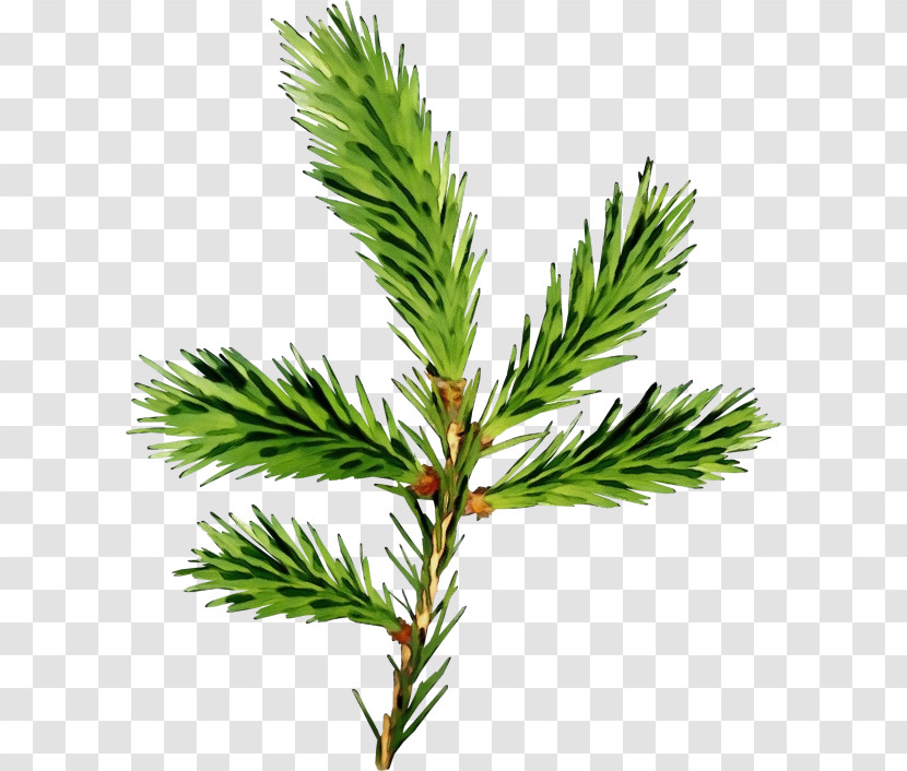 Shortleaf Black Spruce Columbian Spruce Jack Pine White Pine Yellow Fir Transparent PNG