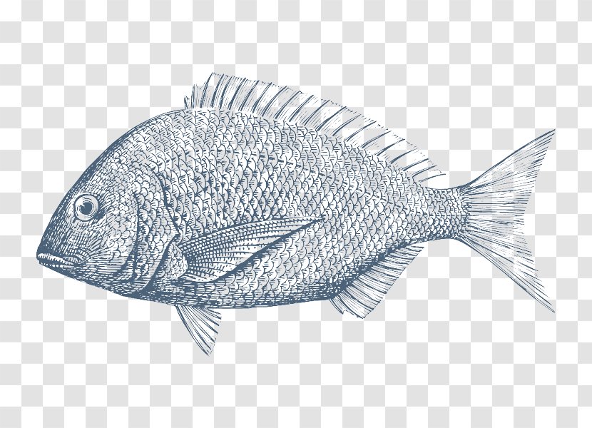 Tilapia Drawing Bream Fish - Sea Transparent PNG