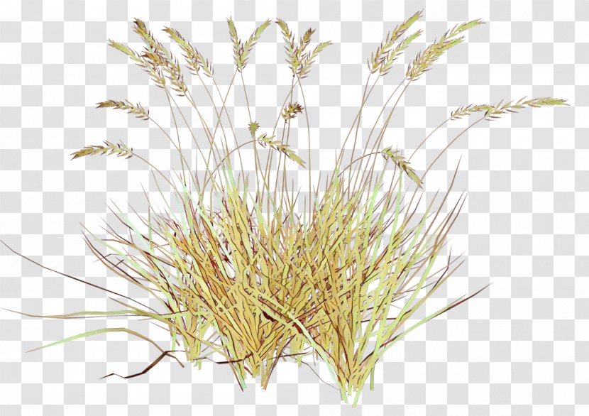 Drawing Of Family - Elymus Repens - Sweet Grass Sedge Transparent PNG