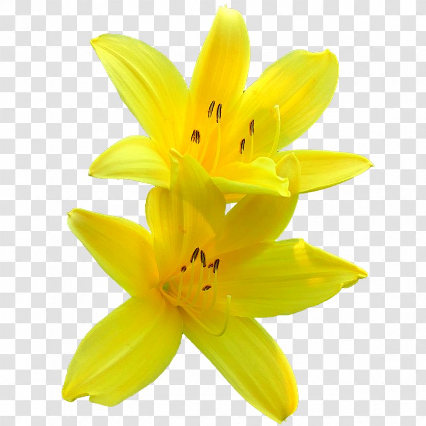 Lilium Yellow Flower Clip Art - Plant Transparent PNG