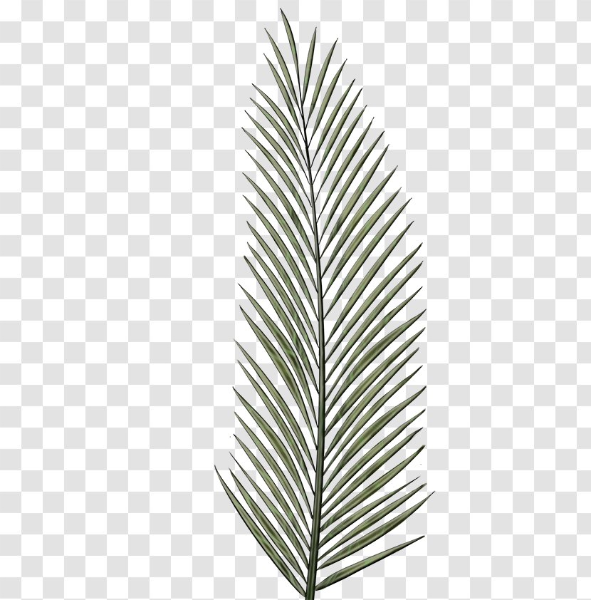 Christmas Tree Line Drawing - Branch - Red Pine Conifer Transparent PNG
