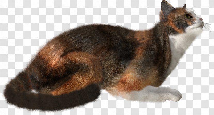 Cat Kitten Felidae Clip Art - Tail - Cute Transparent PNG