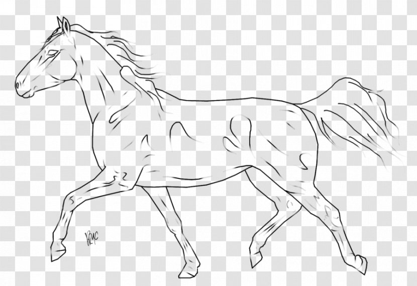 Foal Pony Bridle Mustang Mane - Drawing Transparent PNG
