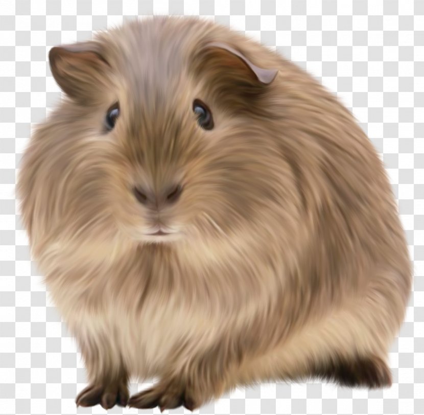 Guinea Pig Rodent Pet Animal - Information Transparent PNG