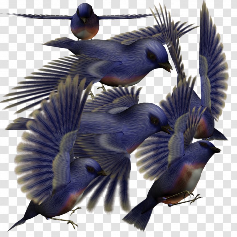 Bird Parrot Download - Organism - Blue Birds Transparent PNG