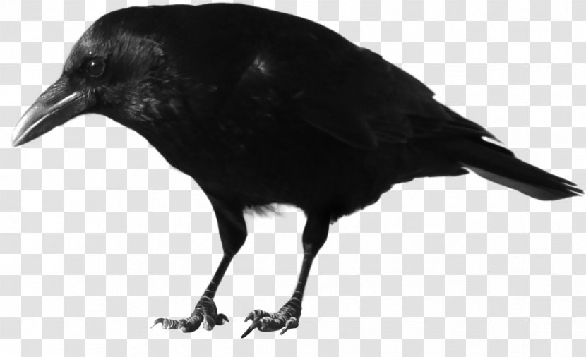 American Crow Common Raven Rook Fish Bird - Black Image Transparent PNG