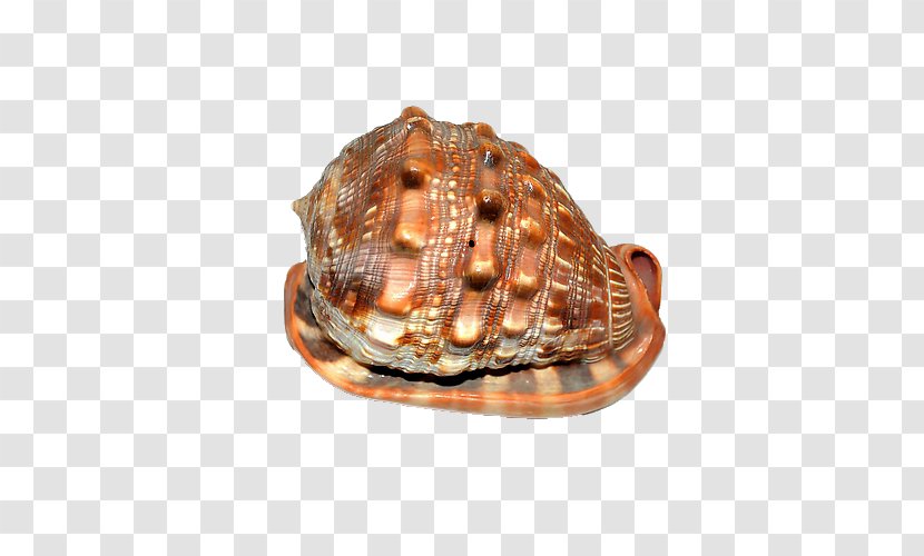 Cockle Seashell Sea Snail Conch - Conchology - Shell Transparent PNG