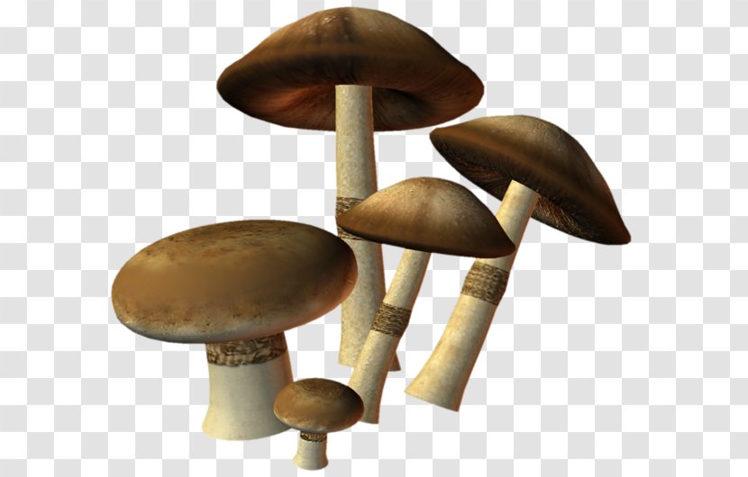 Edible Mushroom Oyster Fungus - Cloud Transparent PNG