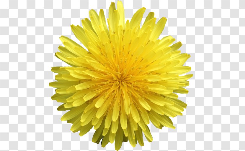 Dandelion Photography Chrysanthemum Cut Flowers - Flowering Plant Transparent PNG
