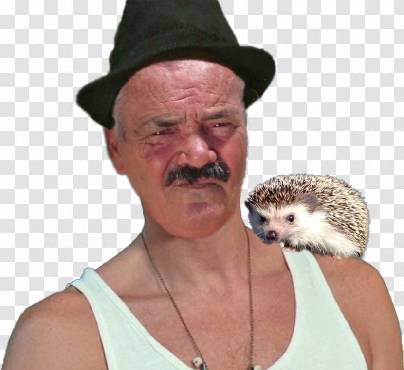 Domesticated Hedgehog Hat Snout Domestication Transparent PNG