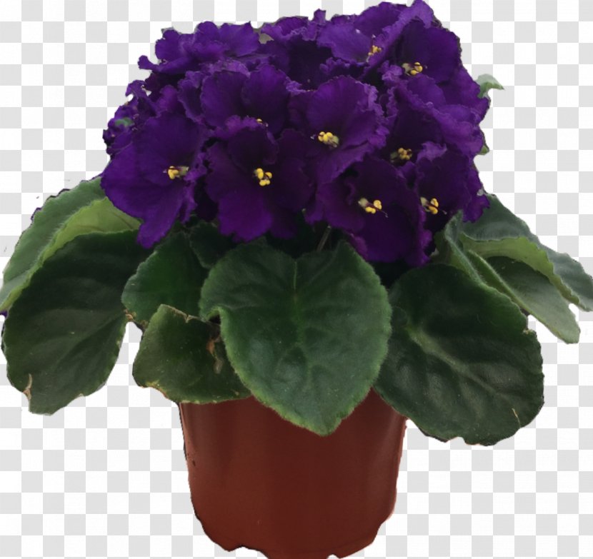 Flowerpot Houseplant Annual Plant Primrose - Alpine Floral Inc Greenhouse Nursery Transparent PNG