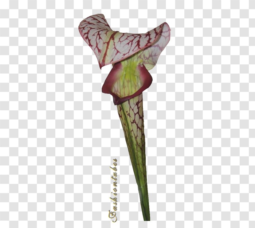 Plant Stem - Petal - Fleurs Arabesques Transparent PNG
