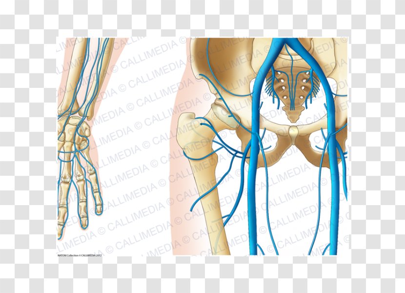 Finger Hip Pelvis Vein Anatomy - Silhouette - Watercolor Transparent PNG