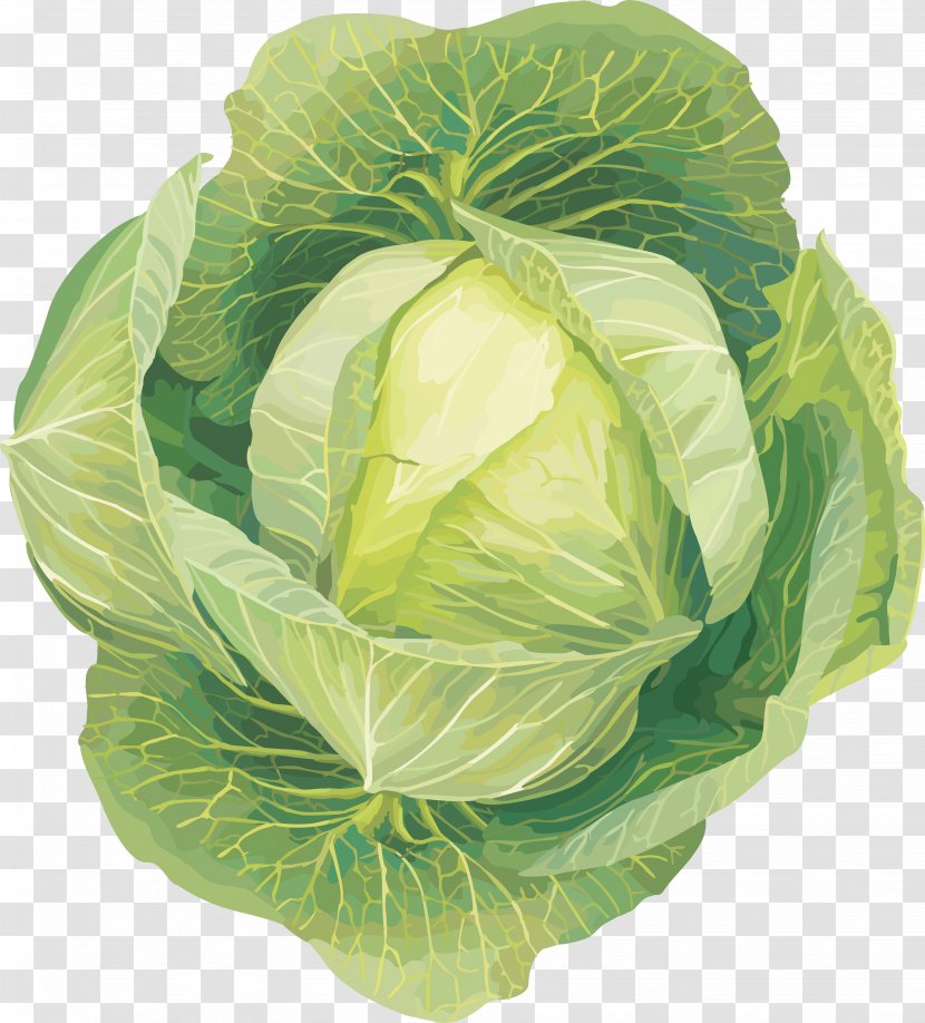 Savoy Cabbage Cauliflower Kohlrabi Clip Art - Image Transparent PNG