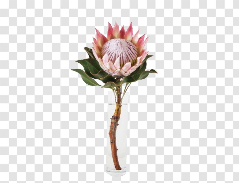 King Protea Flower Garden South Africa National Cricket Team - Pink Transparent PNG