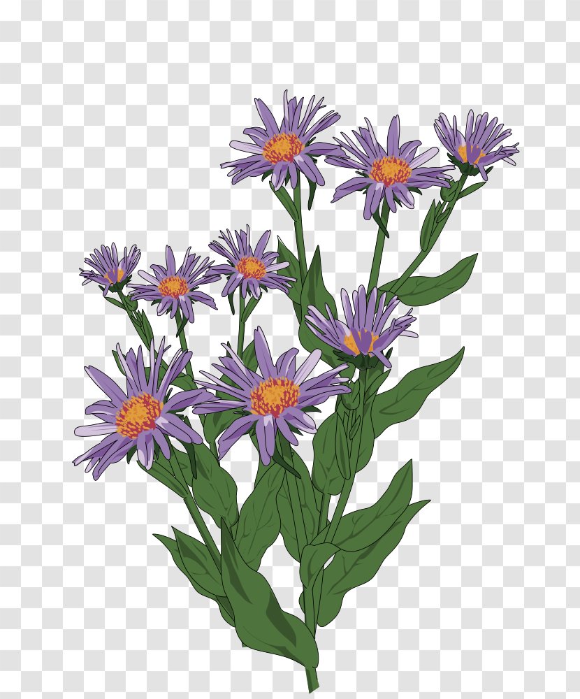 Clip Art Aster Pyrenaeus Daisy Family Flower Drawing Transparent PNG