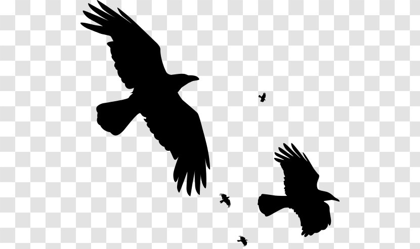 Bird Common Raven Carrion Crow Clip Art - Flight - Flying Overlay Transparent PNG