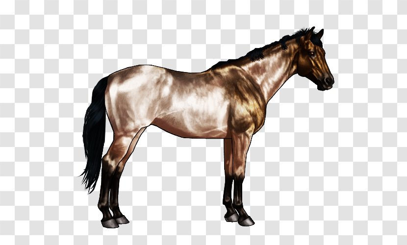 Appaloosa American Quarter Horse Markings Chestnut Buckskin - Pony Transparent PNG