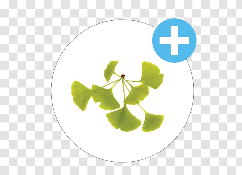 Ginkgo Biloba Stock Photography - Shamrock - Tree Transparent PNG