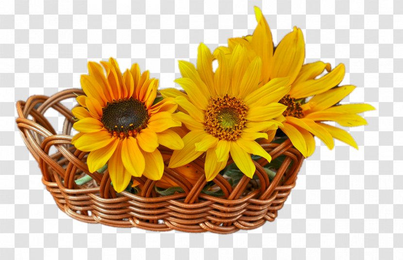 Common Sunflower Euclidean Vector - Flower - Basket Sunflowers Transparent PNG