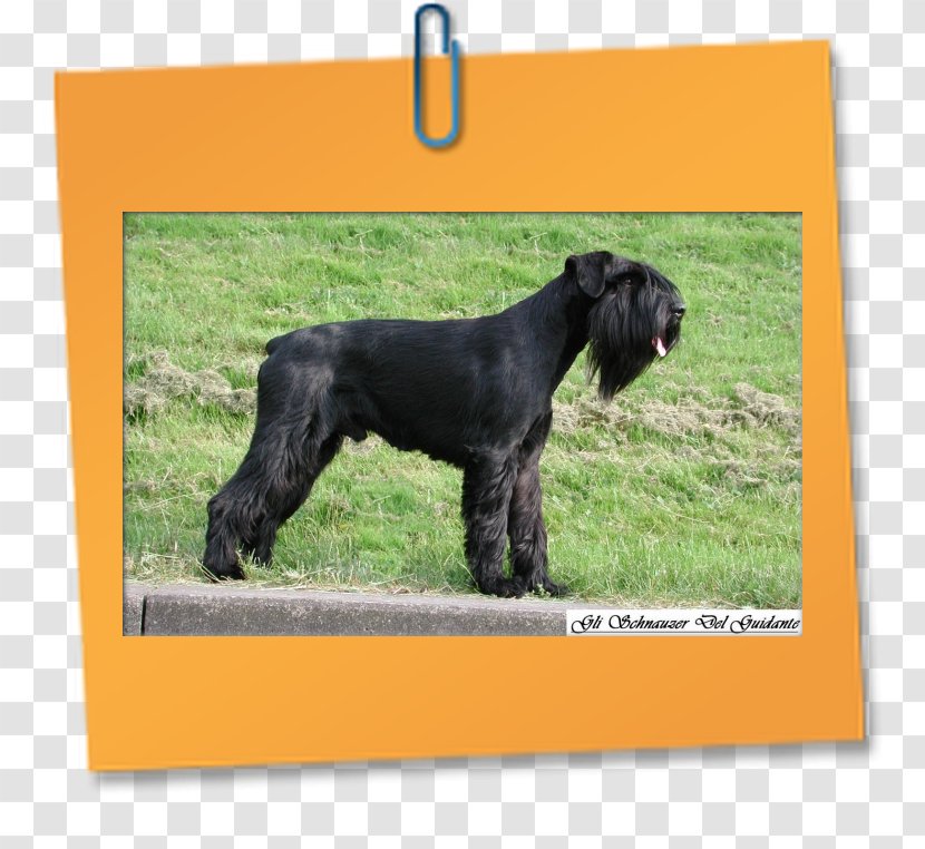 Miniature Schnauzer Giant Standard Cesky Terrier Dog Breed - Mammal Transparent PNG