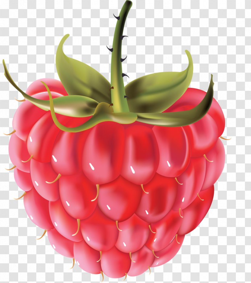 Vector Graphics Raspberry Clip Art Berries - Plant Transparent PNG