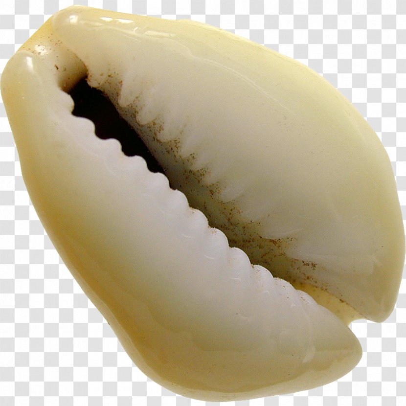Seashell Cowry Monetaria Moneta Cypraea Cypraeidae - Tooth - Sea Shell Transparent PNG