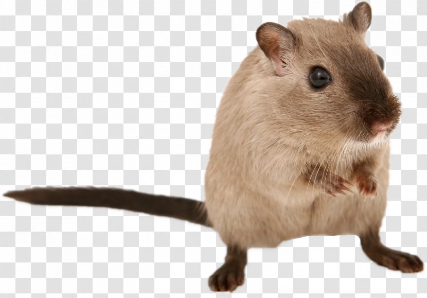 Gerbil Brown Rat Mouse Rodent Hamster - Muridae - & Transparent PNG