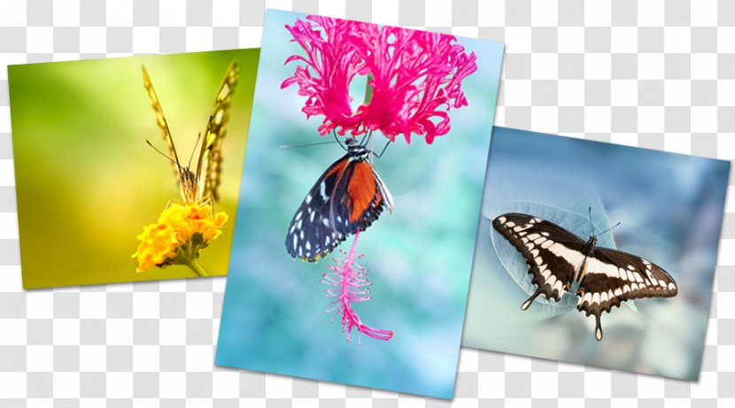 Butterflies And Moths Pastel 0 Dream Calendar - Artflakes Transparent PNG