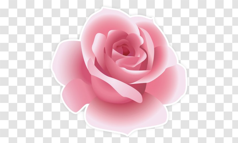 Garden Roses - Rose - Floribunda Plant Transparent PNG