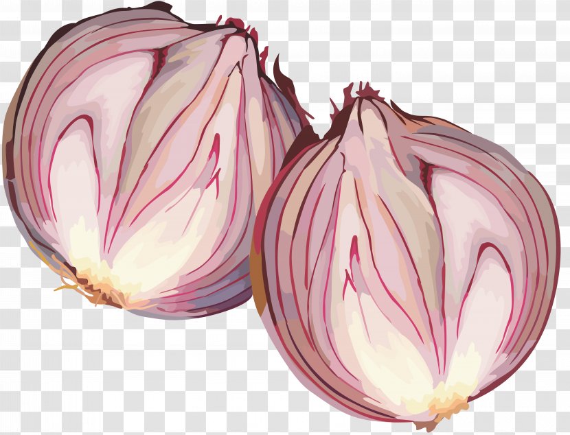 Red Onion Vegetable Garlic Shashlik - Lunar Calendar Transparent PNG