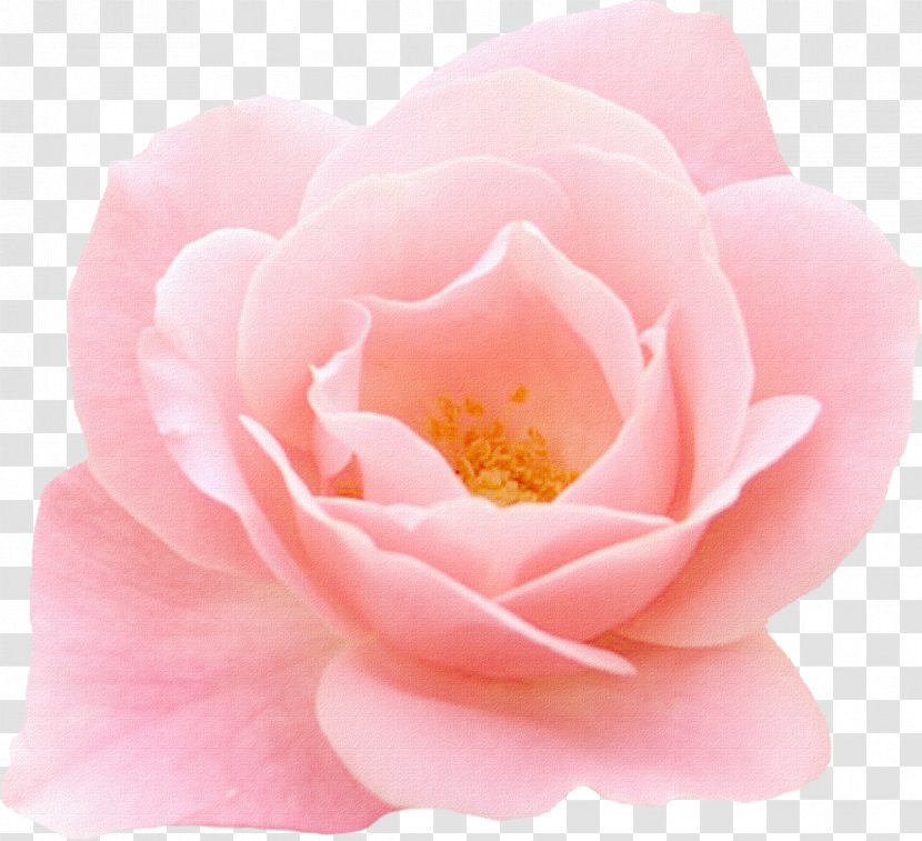 Flower Garden Roses Centifolia Pink - Rose Transparent PNG