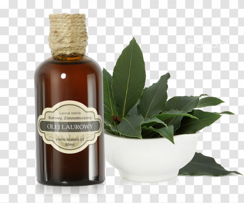 Liqueur - Laurus Nobilis Transparent PNG