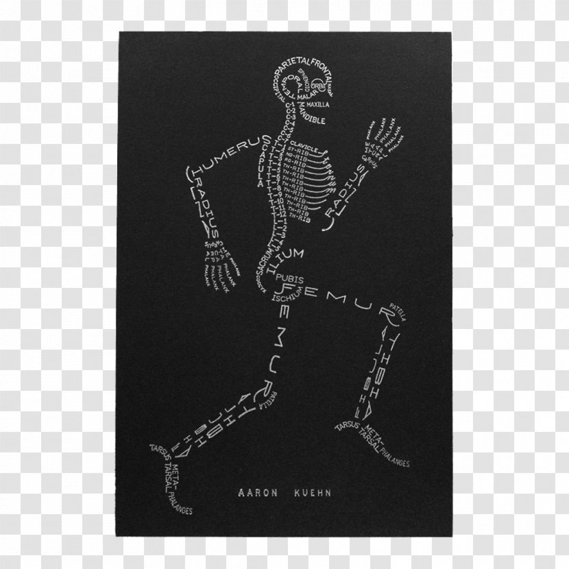 The Skeletal System Human Skeleton Body Anatomy - Printing Transparent PNG