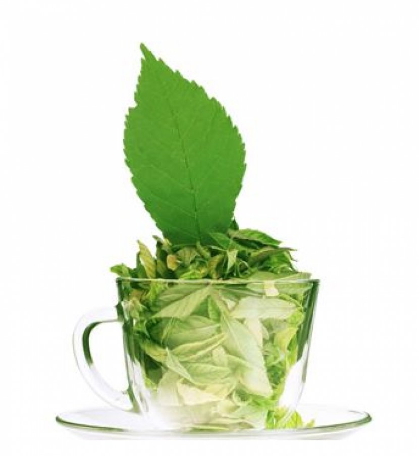 Green Tea Assam Matcha White - Herbal Transparent PNG
