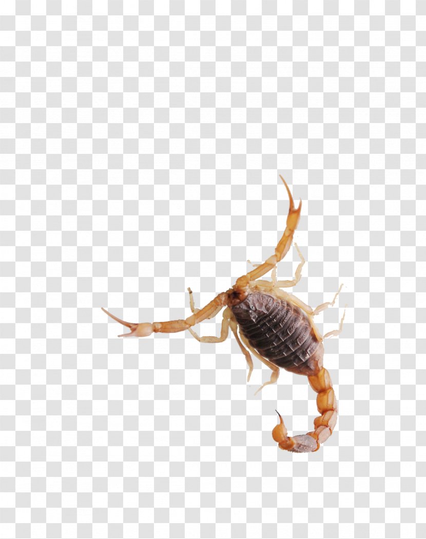 Scorpion Insect - Invertebrate Transparent PNG
