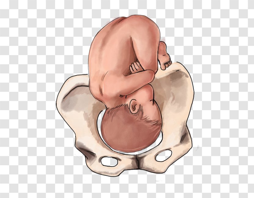 Fetal Position Childbirth Infant Breech Birth - Watercolor - Pregnancy Transparent PNG