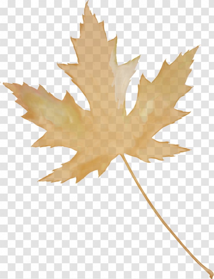 Maple Leaf Autumn Leaves Transparent PNG