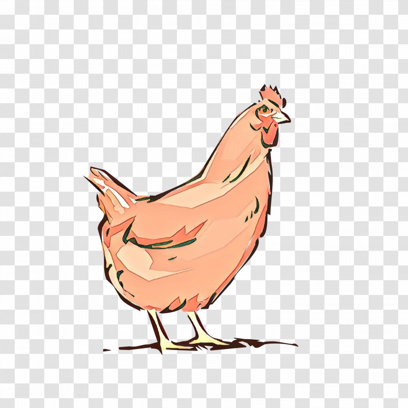 Chicken Bird Cartoon Rooster Beak - Comb Livestock Transparent PNG