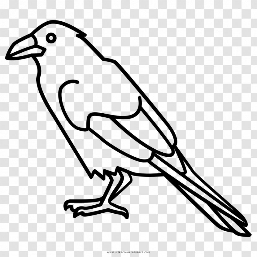 Coloring Book Common Raven Drawing Songbird - Animal - Bird Transparent PNG