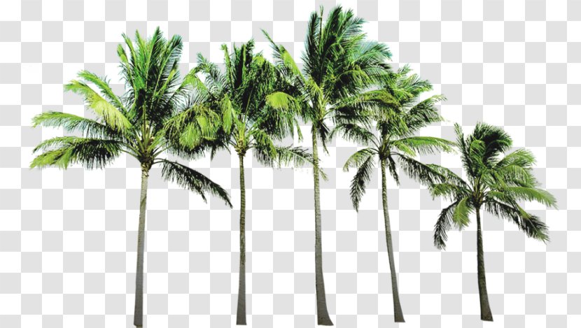 Arecaceae Beach Wallpaper - Plant - Coconut Tree Transparent PNG