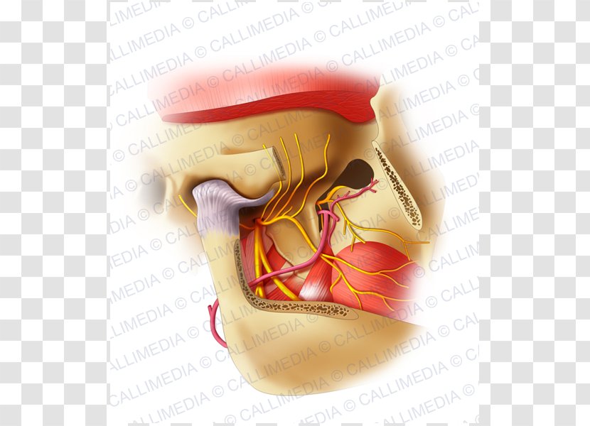 Mandibular Nerve Jaw Trigeminal Alaleuanluu - Facial Artery - Bocca Transparent PNG