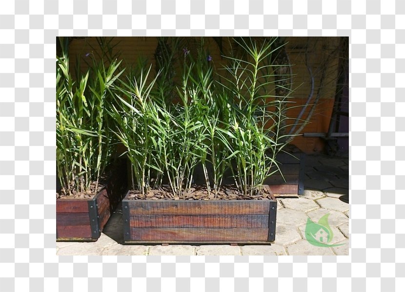 Flowerpot Property Grasses Houseplant Herb - Madeira Tratada Transparent PNG