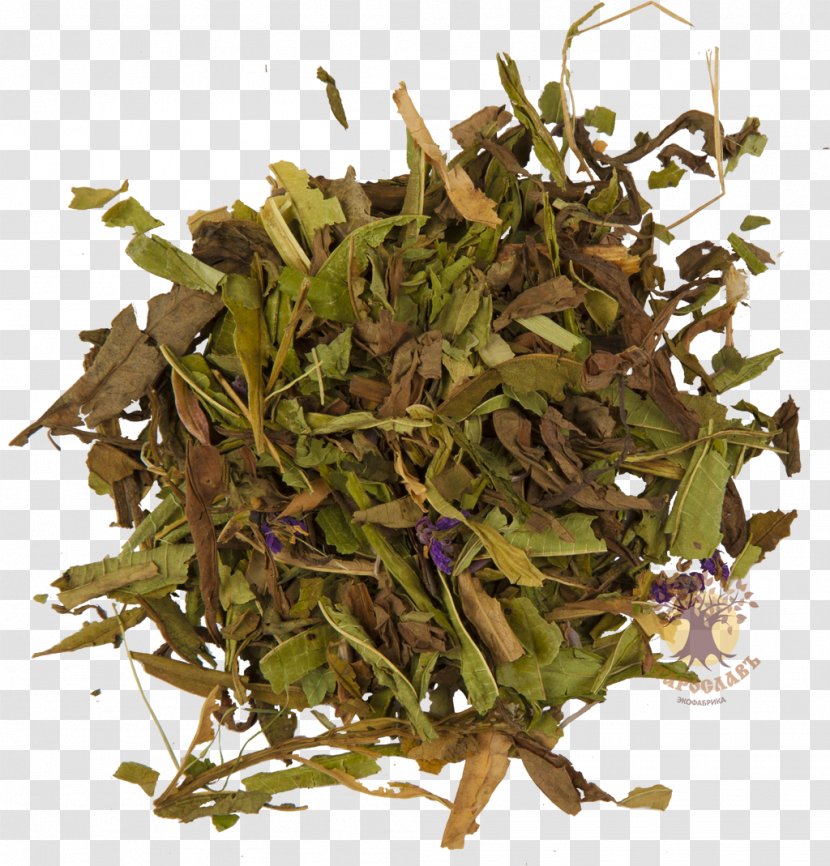 Tea Kazan Berdsk Zelenodolsk Fireweed - Herb - Green Transparent PNG