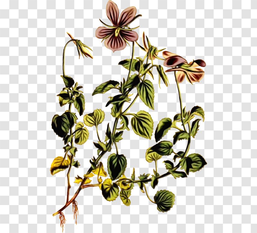 Flower Flowering Plant Passion Family - Clematis Wildflower Transparent PNG