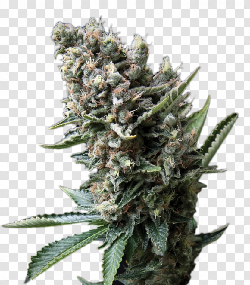 Cannabis Sativa Seed White Widow Skunk - Hybrid Transparent PNG