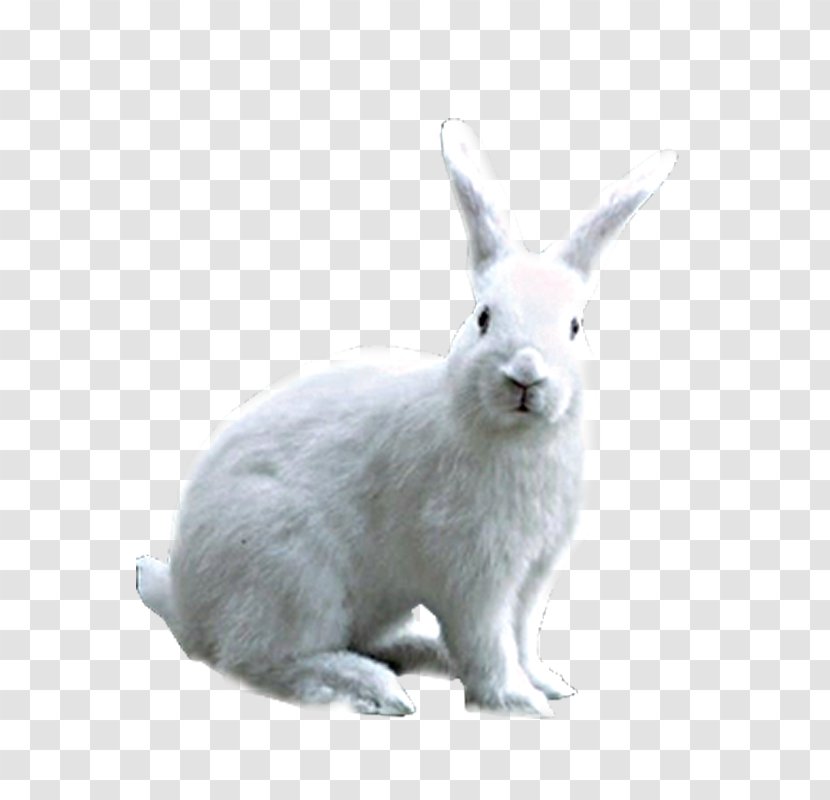 Domestic Rabbit Hare Transparent PNG