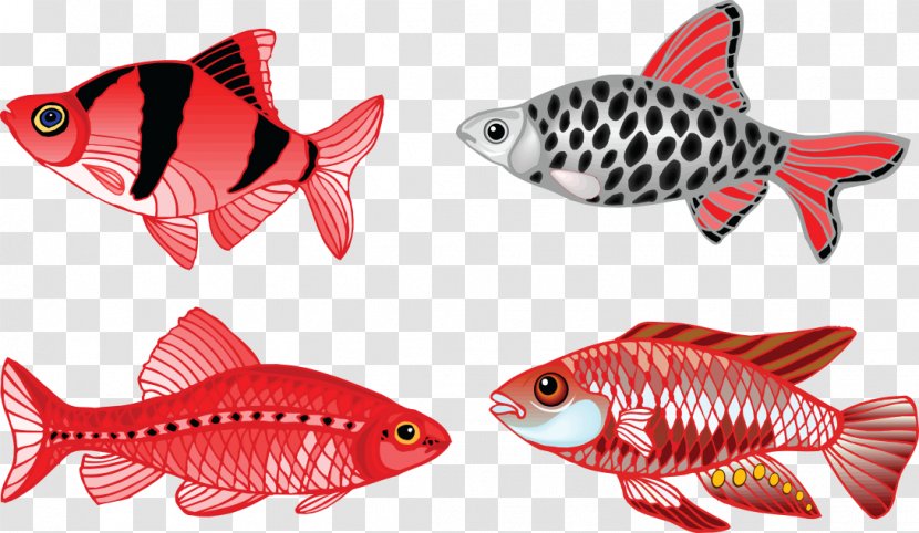 Veiltail Fish Fin Aquarium - Goldfish Transparent PNG